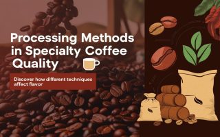 processing-methods-specialty-coffee